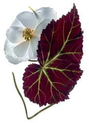 Begonia White